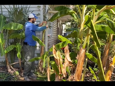 How to Care for Your Banana Plants