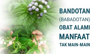 Download lagu BABADOTAN LEAVES (BANDOTAN) – Wild Plants in Yards that Store Traditional Benefits mp3