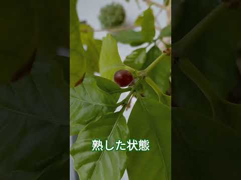 コーヒーかすに耐えられない植物はどれですか?またその理由は何ですか?  庭園