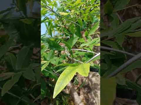 tốc Độ phát triển của mai rừng ghép cúc thọ hưởng