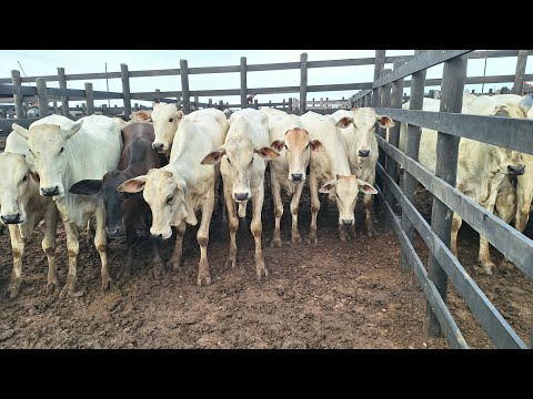 Feira do gado do alto Sertão Monte Alegre Sergipe 