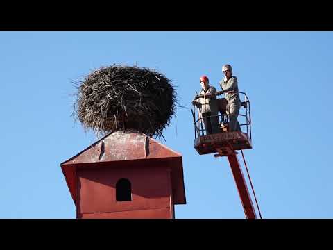 Pracovníci Pieninského národného parku zmenšili bocianie hniezdo