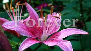 Together, Forever by Rico J. Puno With Lyrics