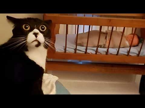 When your cat meets baby for the first time ❤️❤️❤️