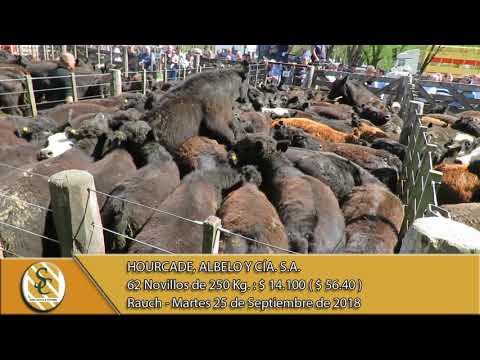 25-09-18 Venta de Machos - Hourcade, Albelo y Cía. S.A. - Rauch