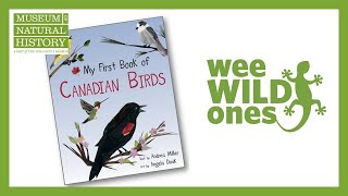 Download Lagu Birds - Wee Wild Ones on the Web (Season 2, Episode 5) Thumbnail