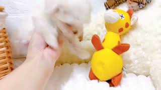 マルチーズの動画02