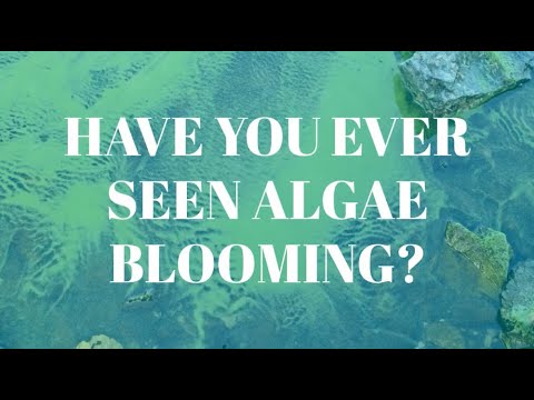 Harmful algal bloom identification by ADEQ