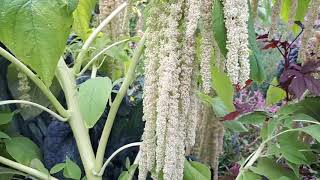 Amaranthus caudatus – grow, care & harvest (Love lies bleeding plant)