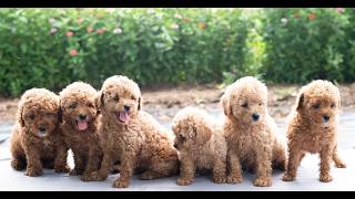 Video preview image #1 Havapoo Puppy For Sale in LEWISBURG, PA, USA