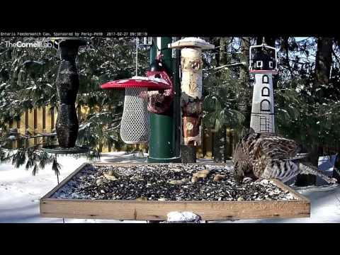 Ruffed Grouse Entertains Visitors on the Platform – Feb. 27, 2017