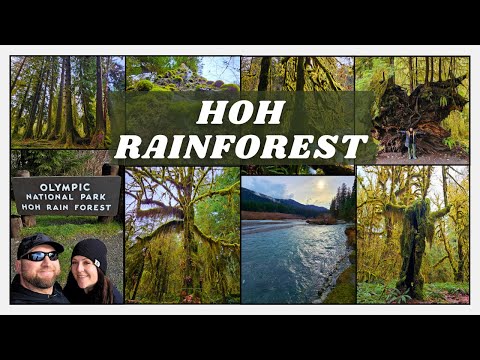 Winter in the Hoh Rainforest: Exploring the Hall of Mosses, Spruce Trail & Hoh River Trail | 2024
