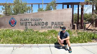Birding Just Outside of Las Vegas | Clark County Wetlands Park