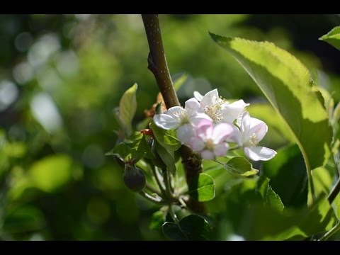 download lagu mp3 mp4 Luumupuu, download lagu Luumupuu gratis, unduh video klip Download Luumupuu Mp3 dan Mp4 320kbps Gratis