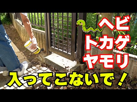 ヤモリを追い払うにはどうすればいいですか?