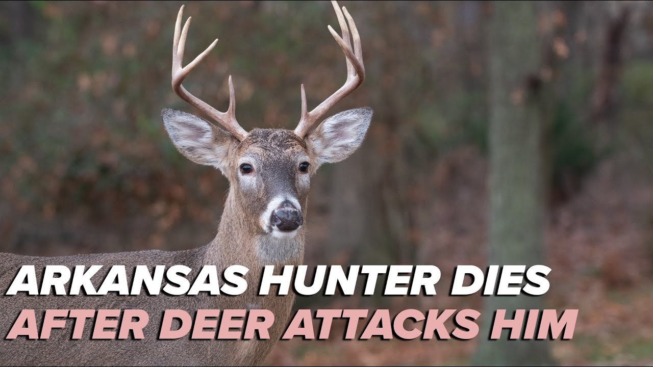 Arkansas hunter dies after being attacked by deer he shot