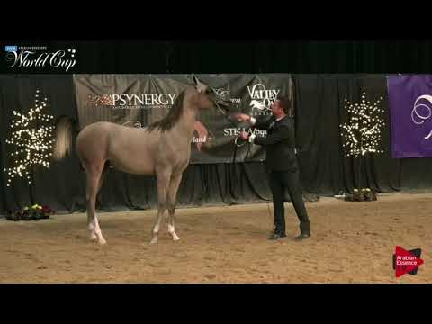 N.174 RD BANDERO - LAS VEGAS 2019 - Arabian World Cup Junior Colts (Class 121A).mp4