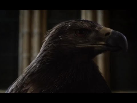 Natural History Museum Alive [2014] - Haast's eagle (Hieraaetus moorei) Screen Time