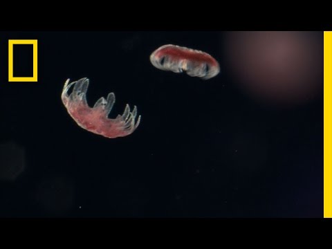 Where do jellyfish lay their eggs?