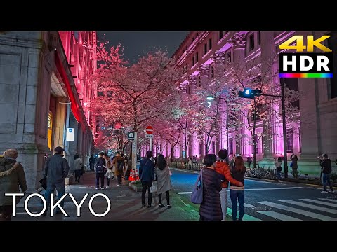 Tokyo Japan - Cherry Blossom illumination walk | Night city ambience【4K HDR】