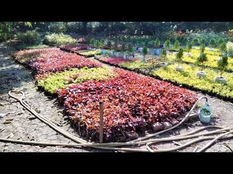 Pitunia & marigold all seasonal plant.