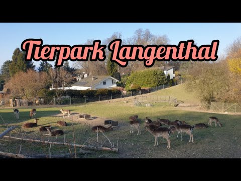 TIERPARK LANGENTHAL// CANTON BERN SWITZERLAND