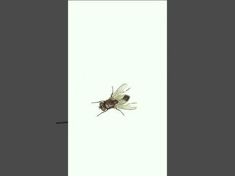 Cat Game: Flying Fly on Screen