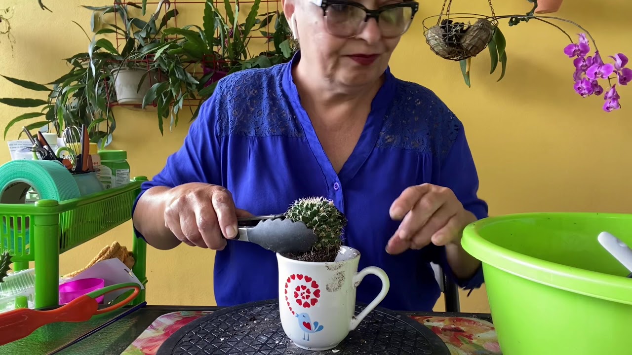 S1-E17 🌵🌤 Transplantando Cactus y Turismo de Bosque Seco de Guanica, Puerto Rico 🌵🪴🌤🌞