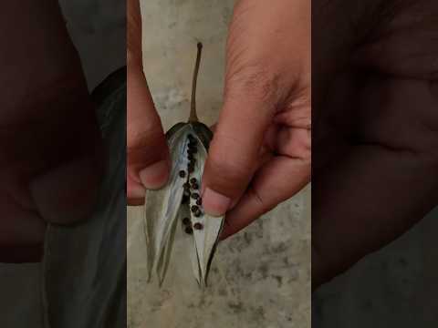 ジャコウアオイ 植物