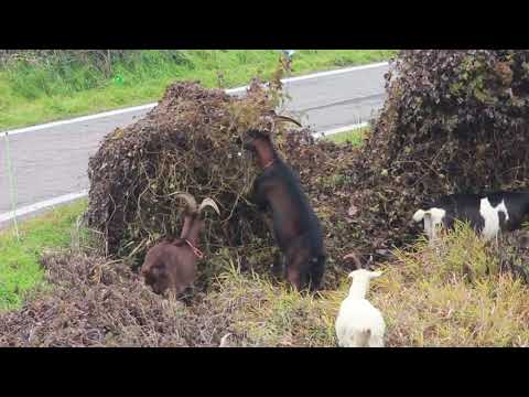 Gregge di capre e pecore al pascolo