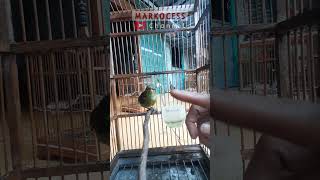 Download lagu KONIN IJOAN BELAJAR BUNYI mp3