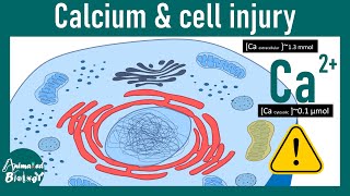 Calcium and cell injury | Why too much calcium is bad for cell ? | USMLE | Pathology