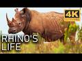 A Rhino S Life Survival In The Jaws Of Danger 4K UHD Documentary