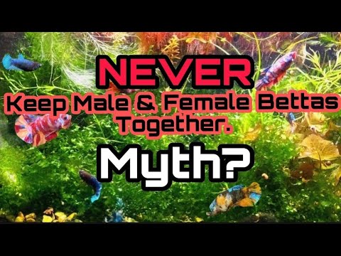 NEW Science Debunks That Keeping BETTA Together, Is A Problem. Male & Female Group Aquarium Tips