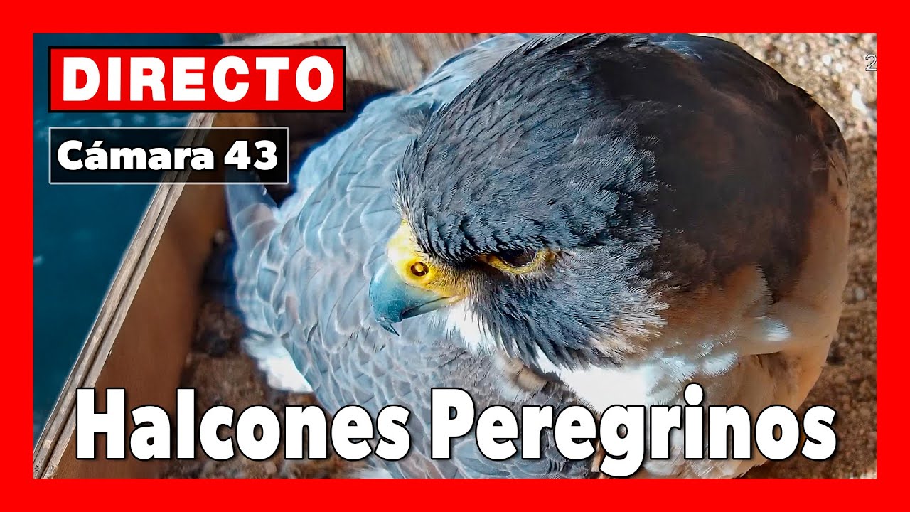 Live webcam view of Madrid Peregrine Falcon Nest Cam