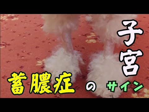 雌犬の子宮蓄膿症 - 症状と治療