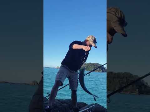 Moturiki island fishing, Tauranga new zealand