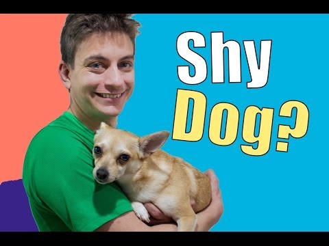 Funny dog videos - Timid Dog