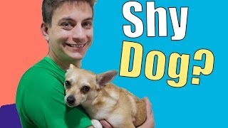 How To Teach a Shy, Fearful, or Nervous Dog!