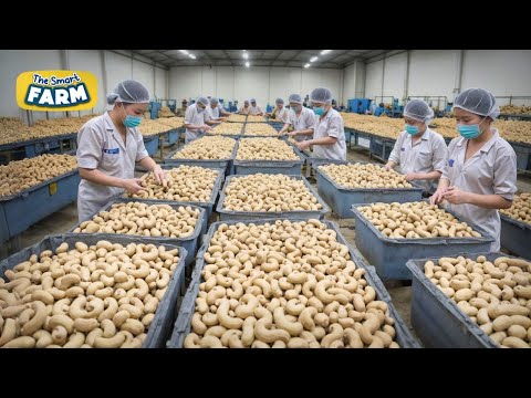The BIGGEST Cashew Nuts Production Line You Should See: Mega Cashew Nuts Factory