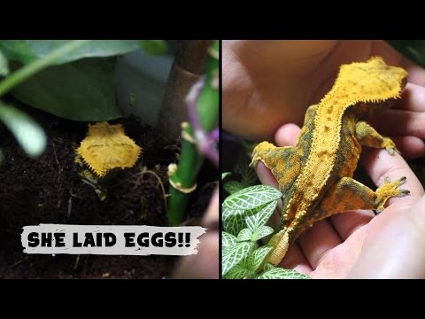 download lagu mp3 mp4 Crested Gecko Eggs, download lagu Crested Gecko Eggs gratis, unduh video klip Crested Gecko Eggs