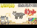 2024.0127・複勝企画【鉄板超えて鋼】 8 猫の品種数は100超えらしいよ