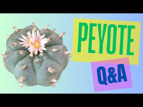 Answering Common Questions About Peyote