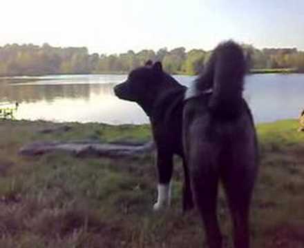 American Akita Elvis The King 7 maanden oud