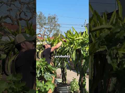 Dragon Fruit Pruning: Why It's Essential for Your Harvest
