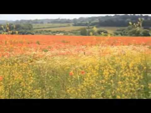 Jelena Tomasevic - Ej dragi, dragi bozurove sadi (video spot - unofficial)