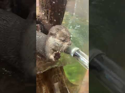 It’s the first time I’ve seen such a scheming little otter. Changsha zoolung is a large indoor z