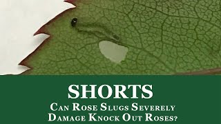 Can Rose Slugs Severely Damage Knock Out Roses? #shorts