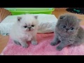 So Sweet and Precious ...Those 3 Week Old Persian and Himi Babies