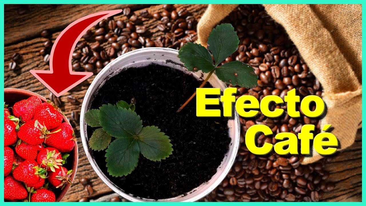 ¿QUIERES obtener FRESAS SALUDABLES POTENTE fertilizante de CAFÉ